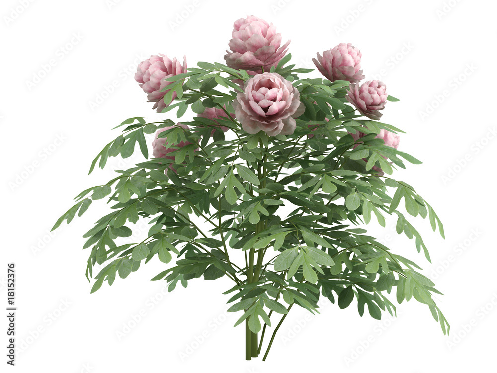 Obraz premium Peonia