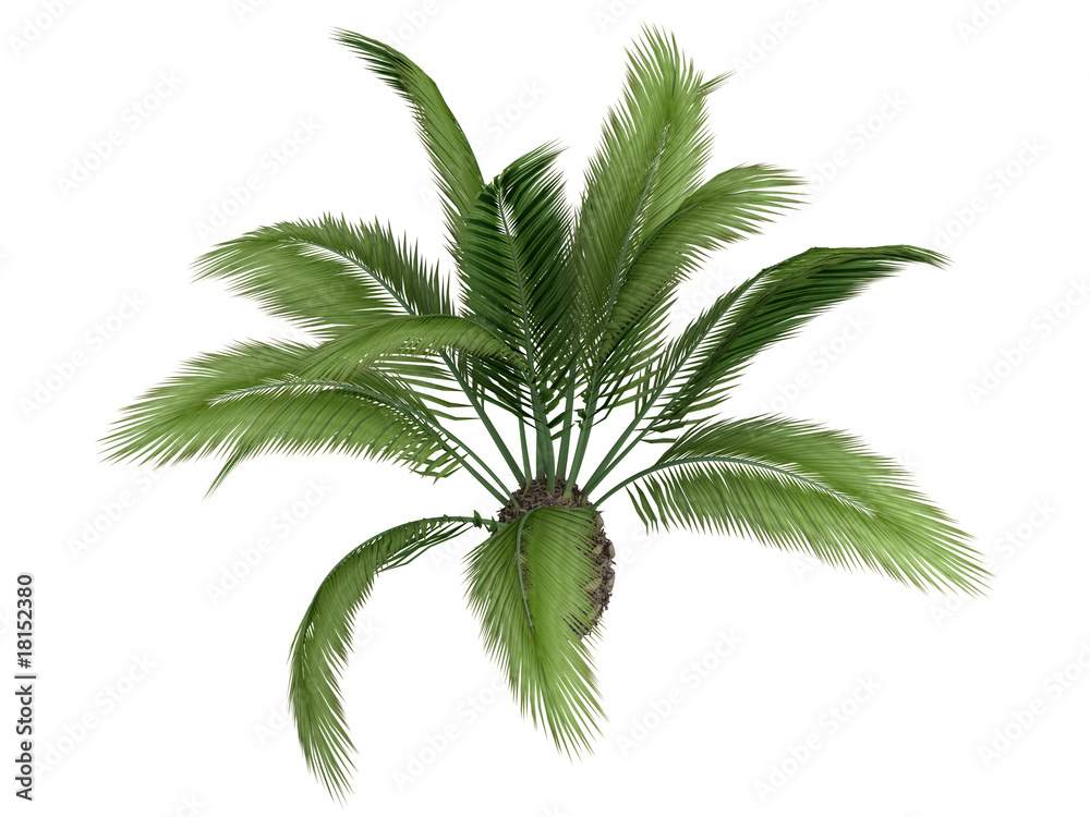 Naklejka premium Canary_date_palm_(Phoenix_canariensis)