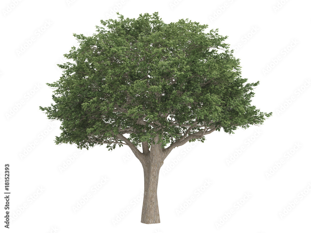 Fototapeta premium Brazilian_pepper_(Schinus_terebinthifolius)