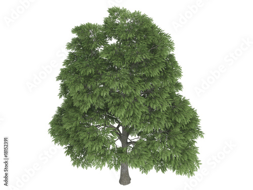 Sassafras