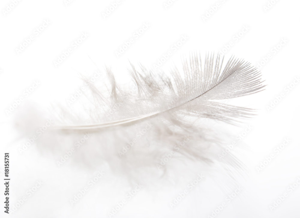 Feather..