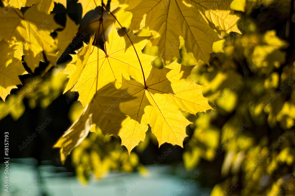 Obraz premium autumn leaves