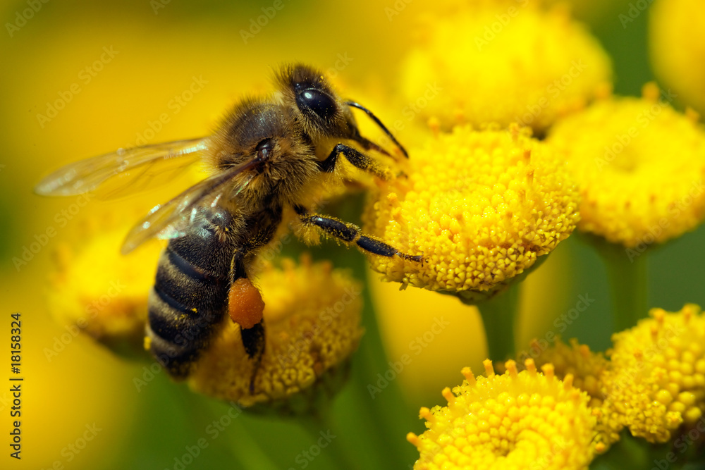 close-up bee on yellow flower collects nectar close-up bee on yellow flower collects nectar