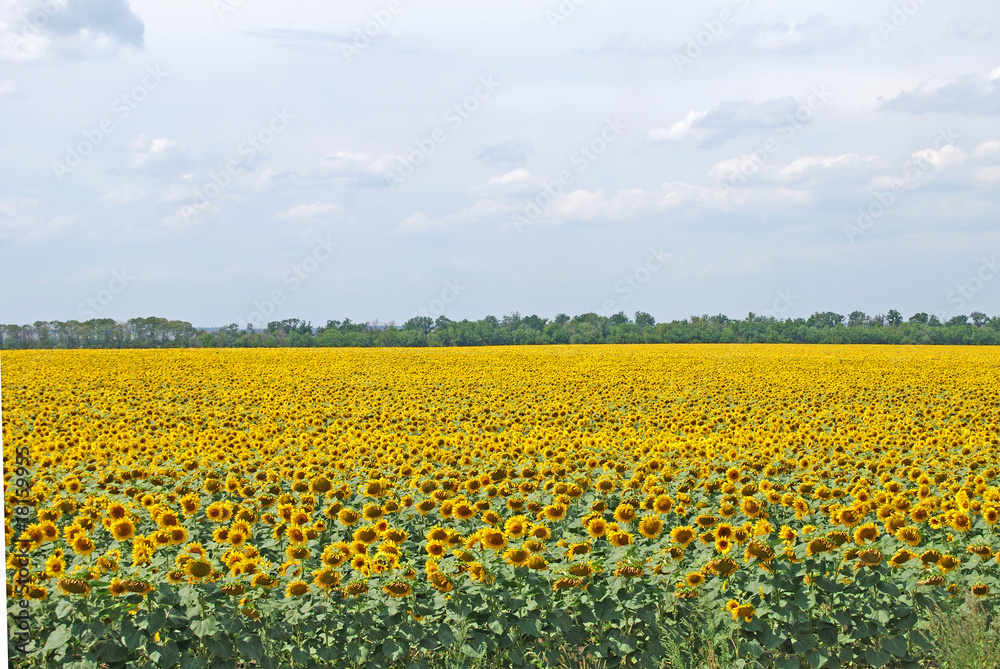field of the flowering sunflower