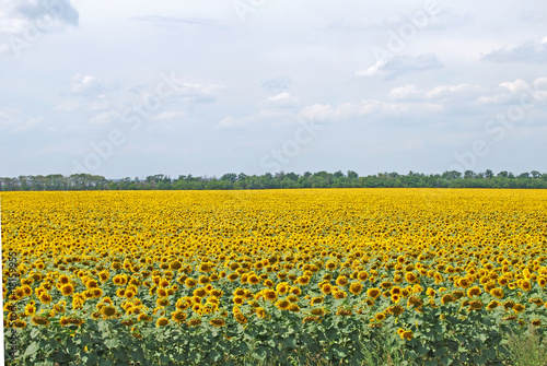 field of the flowering sunflower