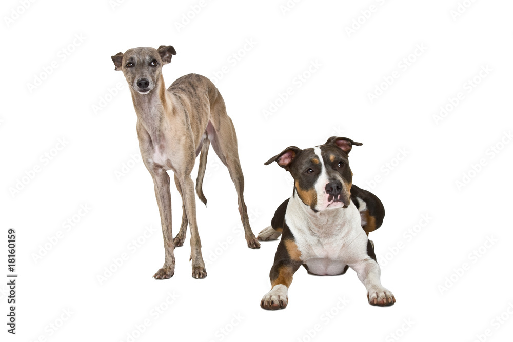 funny dogs funny dogs
