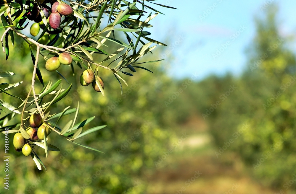 Naklejka premium Olives on branch.
