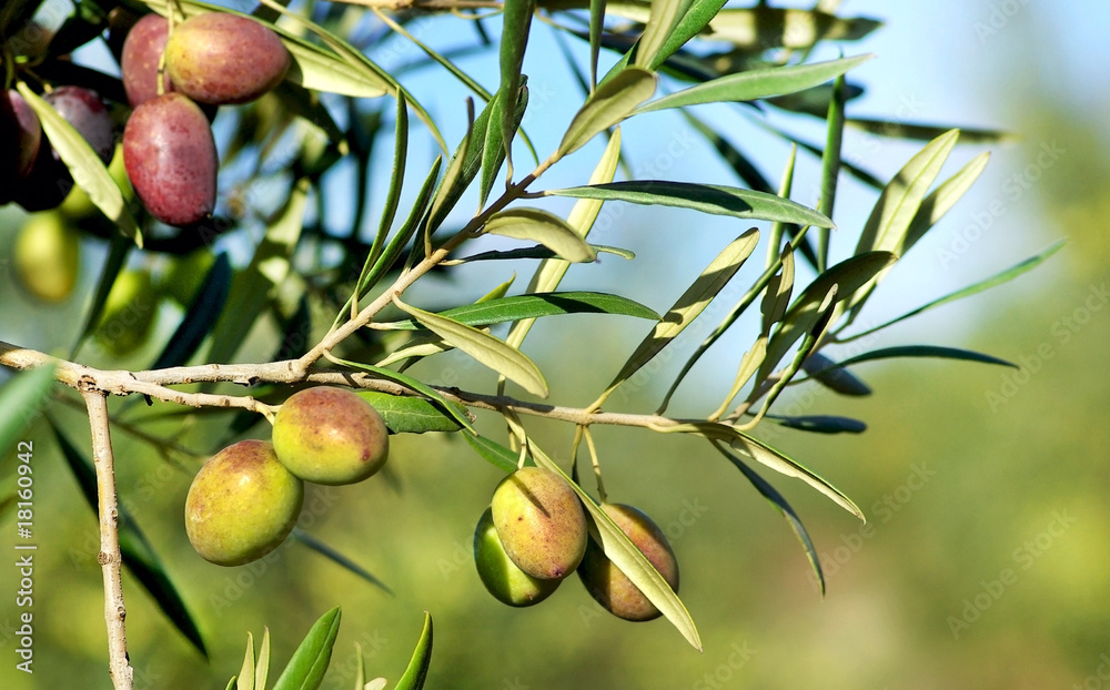 Naklejka premium Olives on branch.
