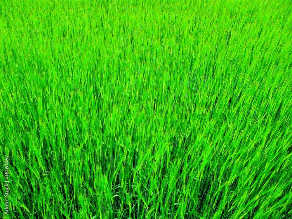 Background of the fresh green grass Background of the fresh green grass
