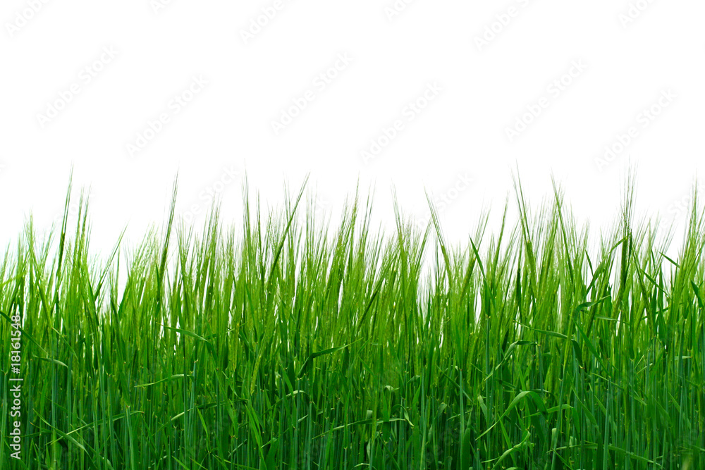 Fototapeta premium fresh grass isolated on the white