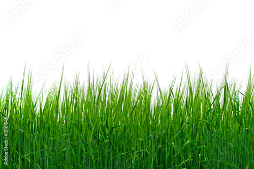 fresh grass isolated on the white