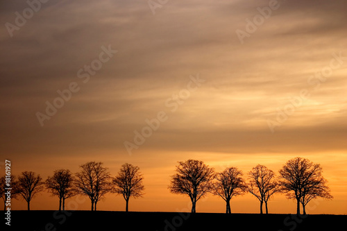 Allee im Sonnenuntergang