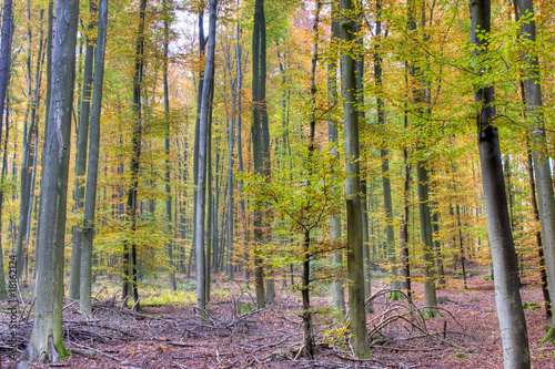 Bunter Laubwald im Herbst