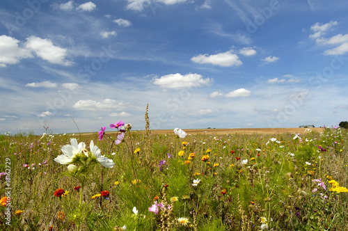 champs fleuris photo