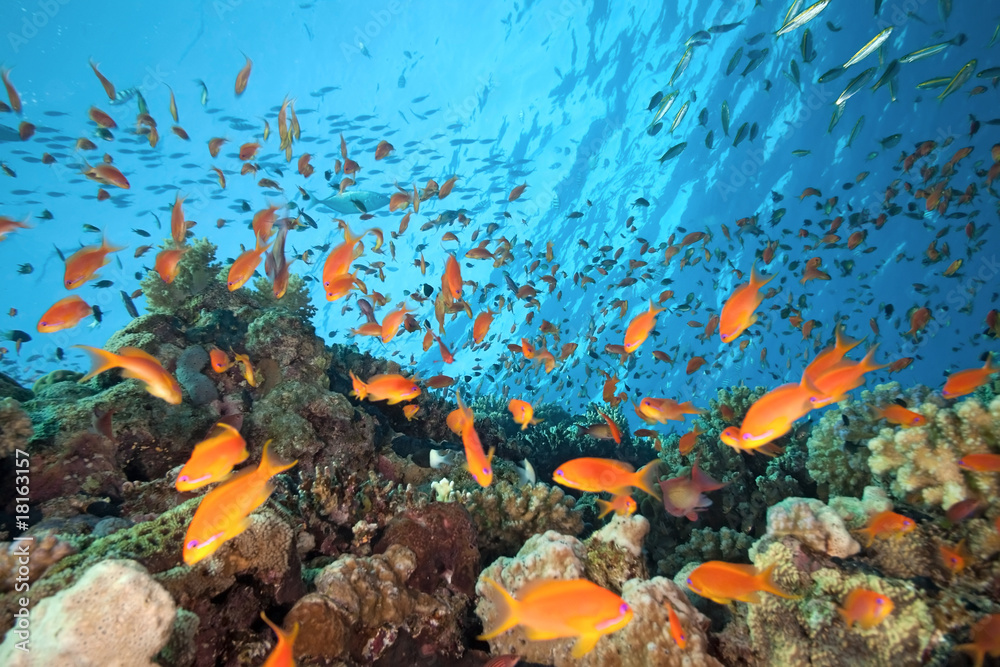 Scalefin fish on the reef