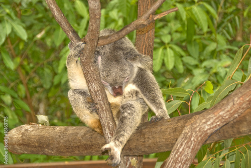 Photography Koala Sleeping in Tree