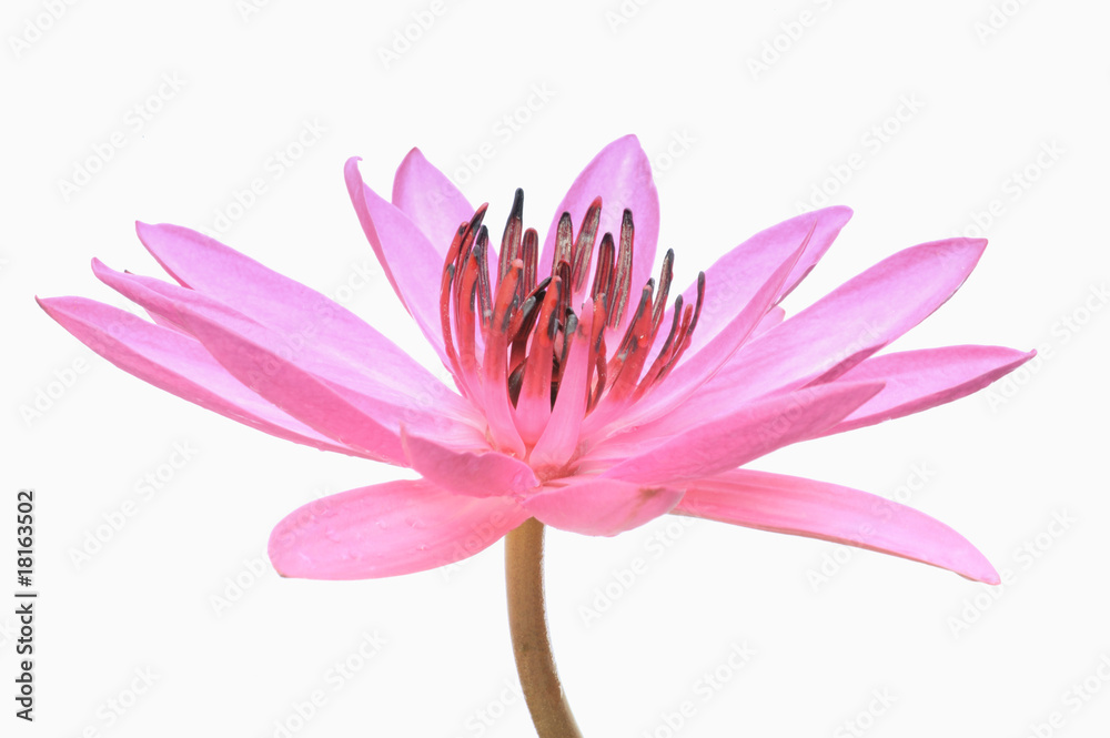 Pink Lotus on White Background