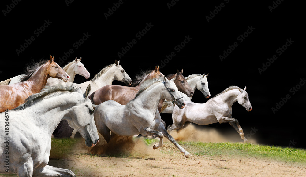 purebred horses herd on black