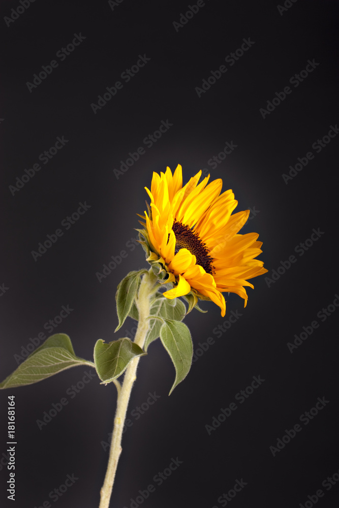 Fototapeta premium Sunflower