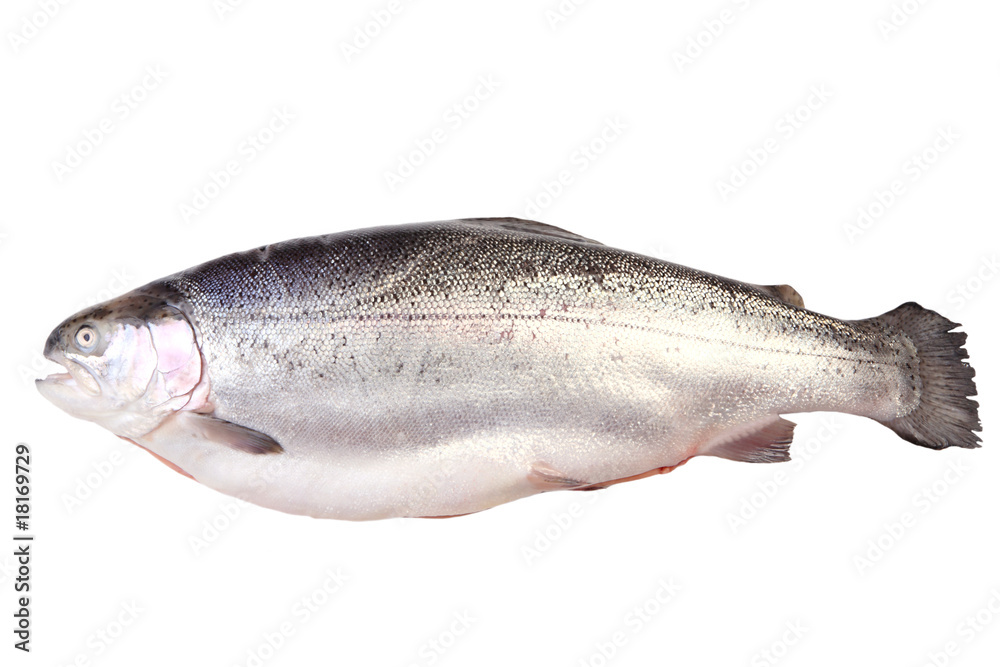 salmon trout salmon trout