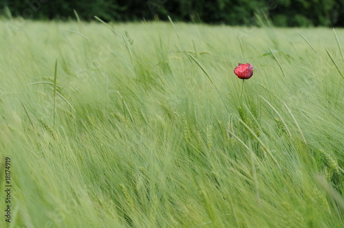 coquelicot