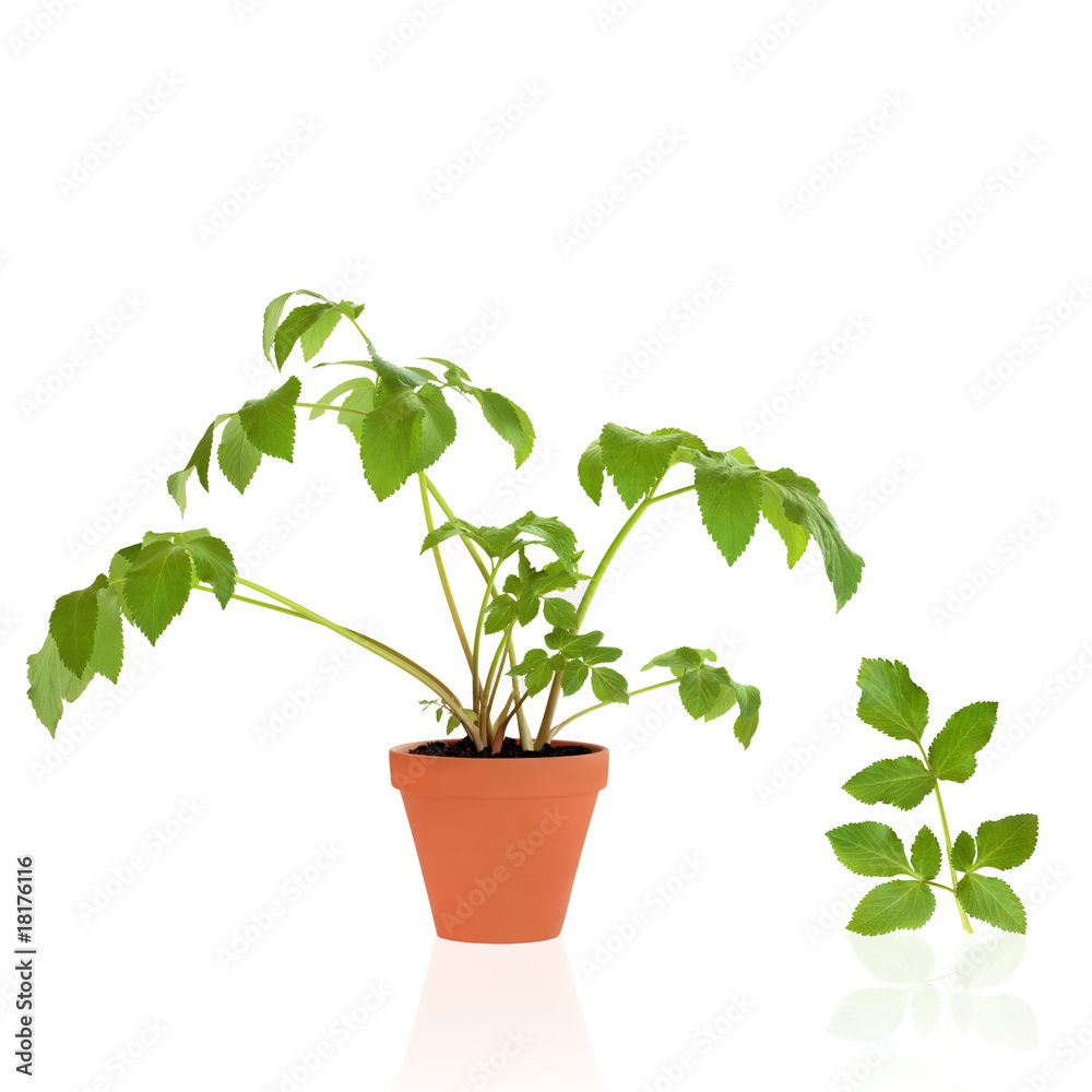 Angelica Herb and Leaf Sprig Angelica Herb and Leaf Sprig