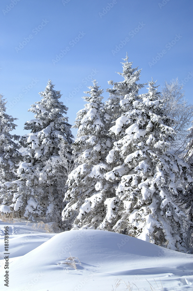 Fototapeta premium World of ice and snow
