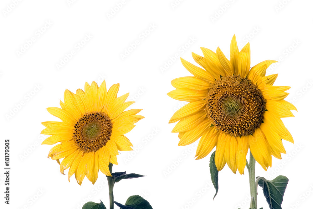 Fototapeta premium sunflower