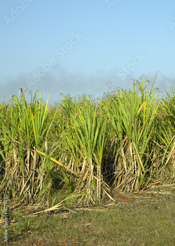 sugar cane field  Ren   Fraga  Cuba