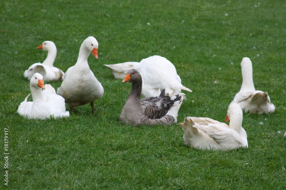 gänsefamilie gänsefamilie