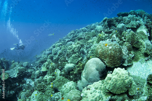 coral reef with diver in the background