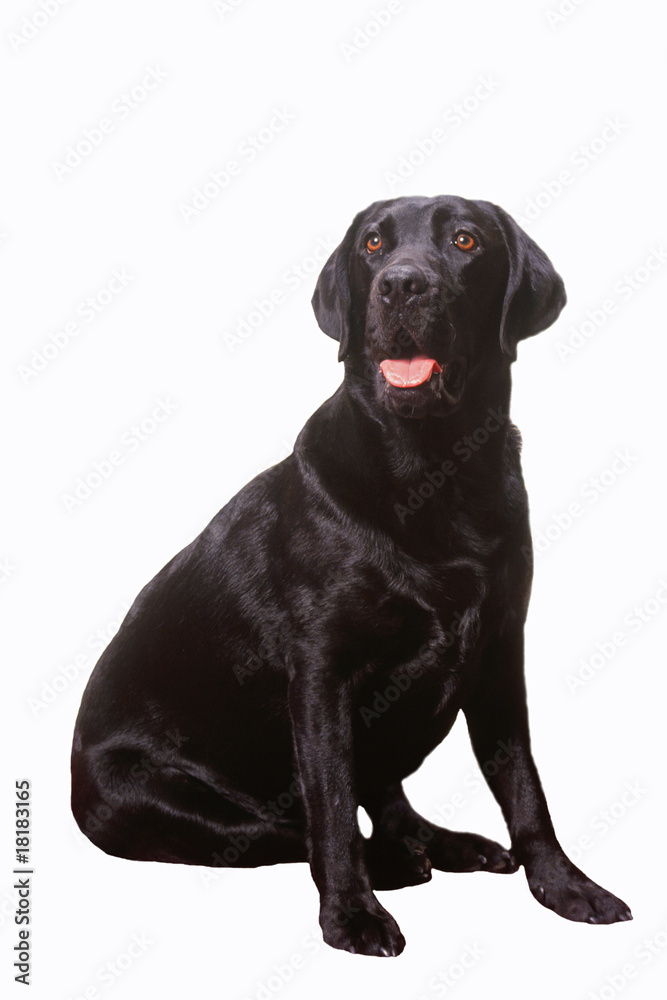 labrador noir assis en studio sur fond blanc