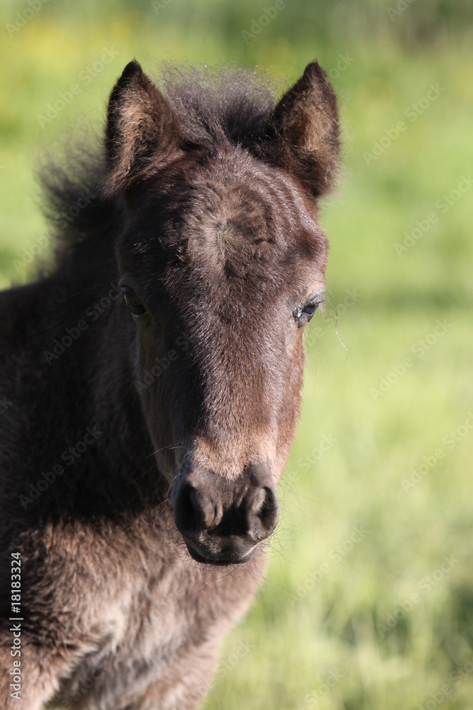 Shetlandpony Shetlandpony
