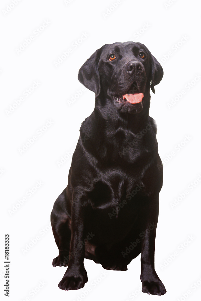 labrador noir assis de face en studio sur fond blanc labrador noir assis de face en studio sur fond blanc