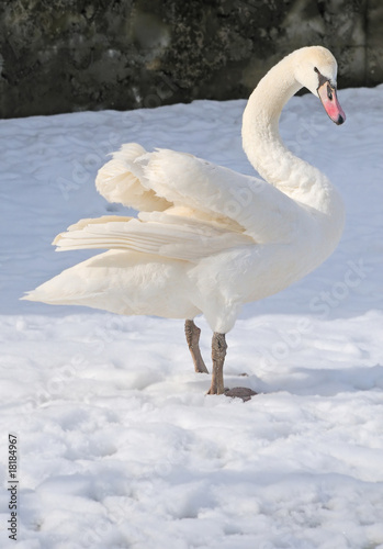 single swan stay on snow