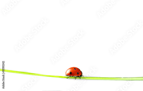 Ladybug on stalk isolated on white