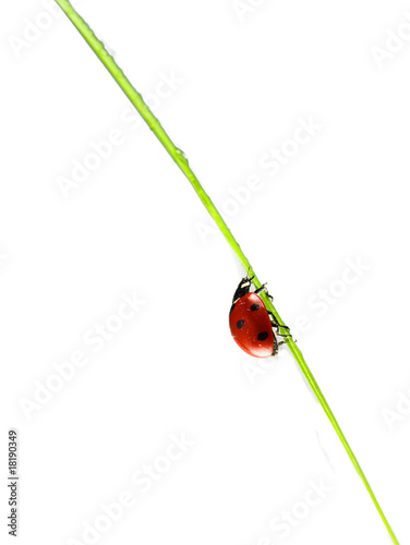 Ladybug on stalk isolated on white © EtiAmmos