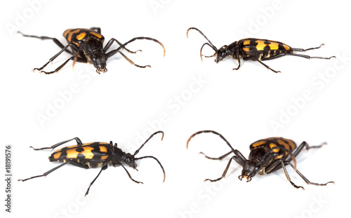 Capricorn beetle (Anastrangalia quadrifasciata)