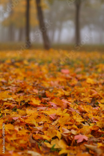 Autumn foliage, trees and fog