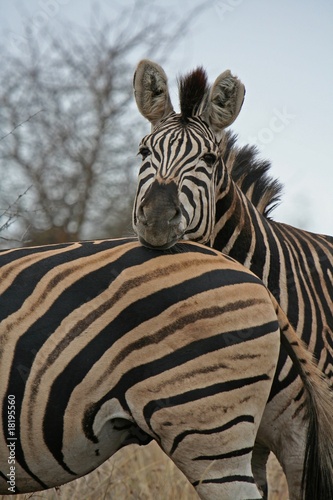 Zebras  Steppenzebra  S  dafrika