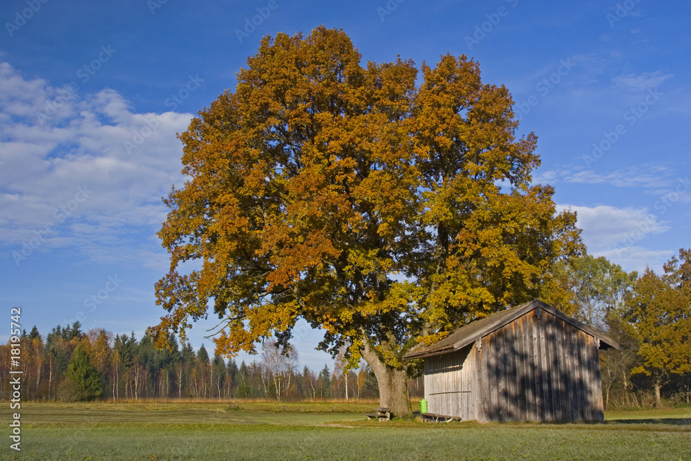 Herbstbaum mit Holzscheune