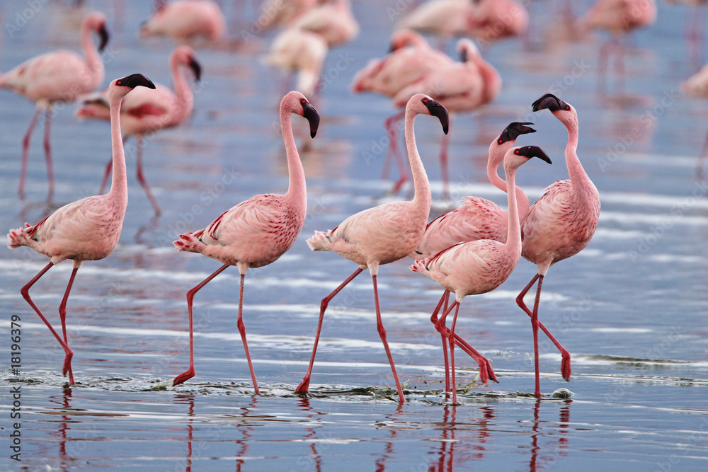 Lesser flamingos in Lake Nakuru National Park, Kenya. Lesser flamingos in Lake Nakuru National Park, Kenya.
