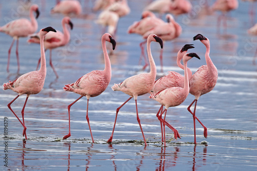 Lesser flamingos in Lake Nakuru National Park, Kenya.