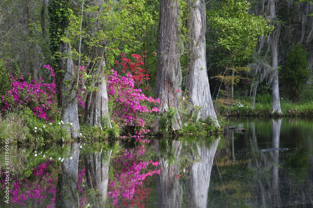 Fototapeta premium Żywe dęby i kolorowe azalie w Charleston w Południowej Karolinie.