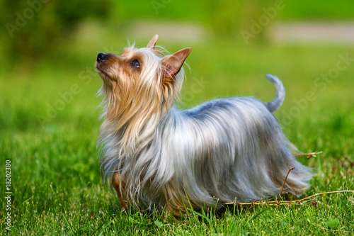 Australian Silky Terrier on grass photo