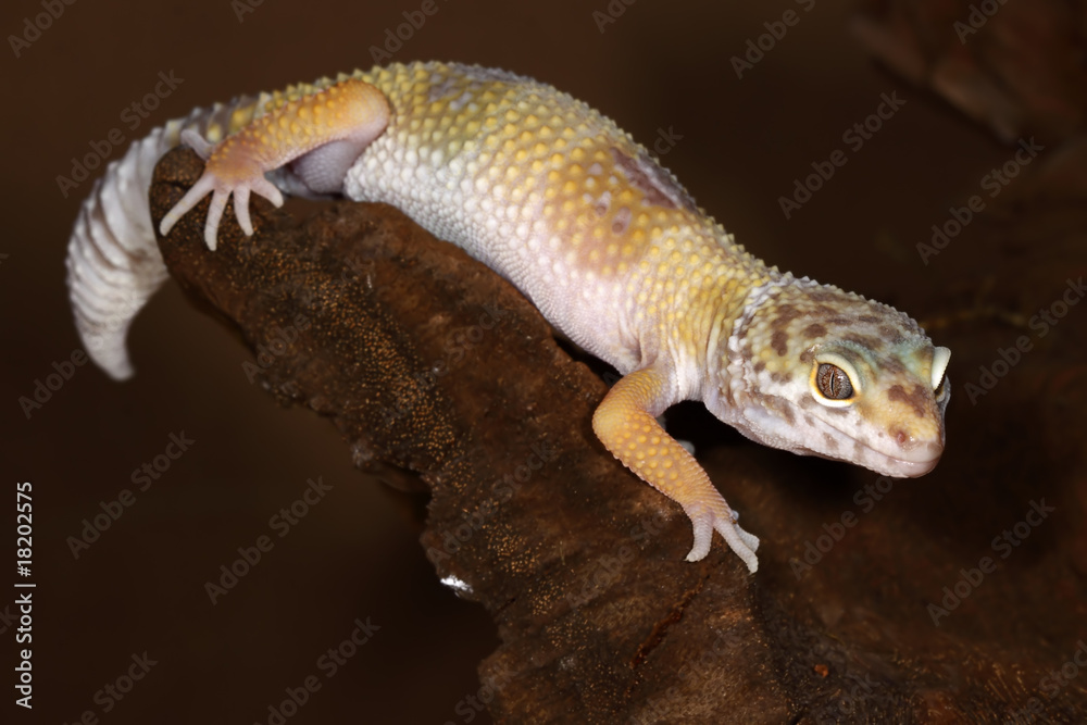 Eublepharis macularius Eublepharis macularius