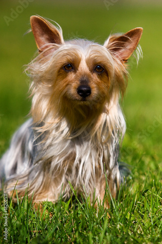 Australian Silky Terrier on grass © Dixi_