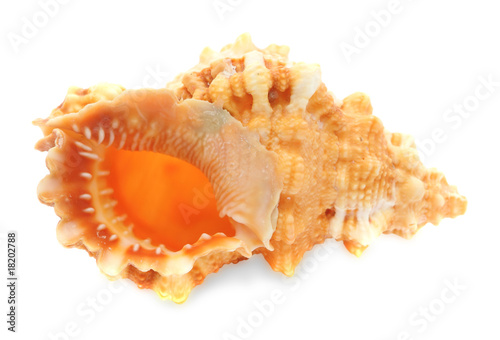Sea clam-shell isolated on white
