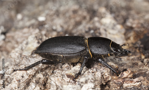 Lesser stag beetle on old oak. Macro photo.