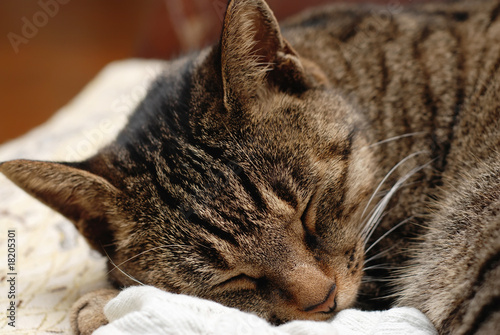 Fotografie, Obraz sleeping cat